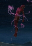 meduse desert